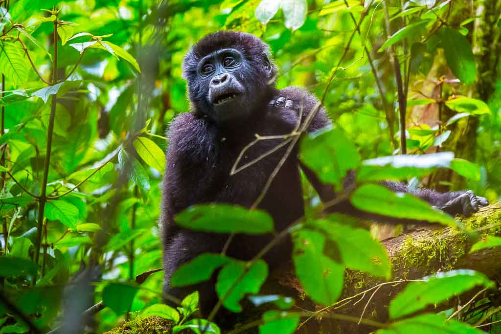 Gorilla tracking Nkuringo - Inside Bwindi Forest National Park