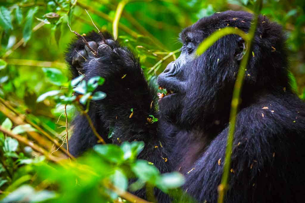 Food & foraging of mountain gorillas, How do gorillas get their food?
