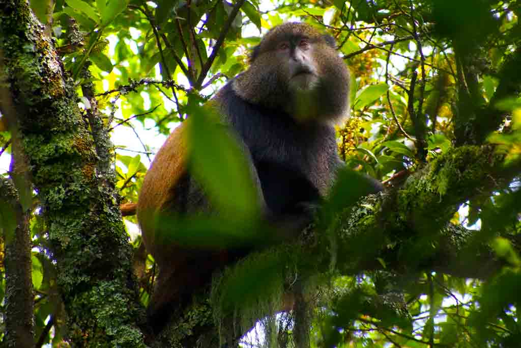 5-days-gorilla-trekking-golden-monkey