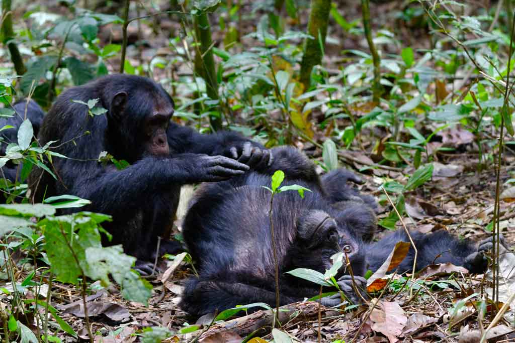 5 Days Kibale Chimpanzee & Gorilla Habituation Bwindi, primates safaris