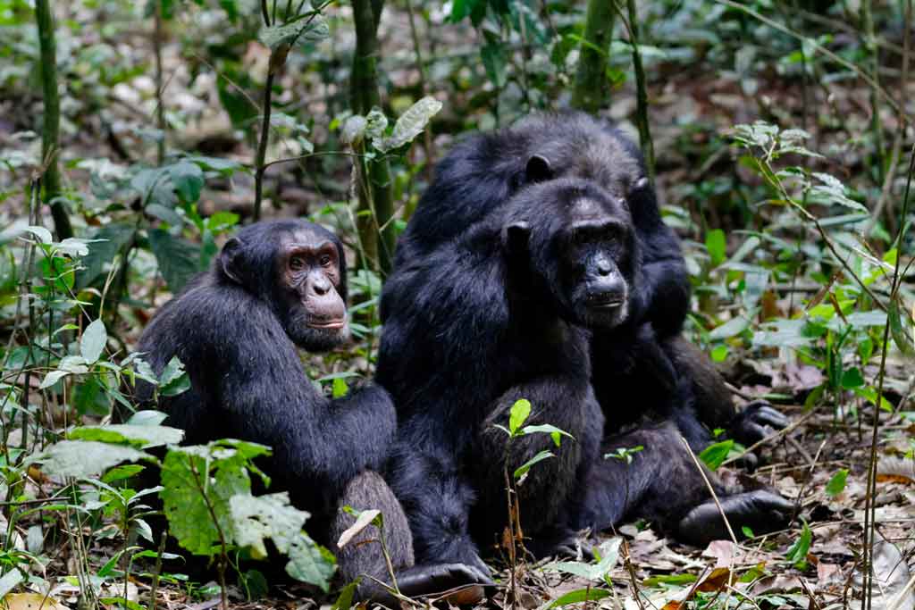 5-days-kibale-queen-elizabeth-bwindi-gorillas