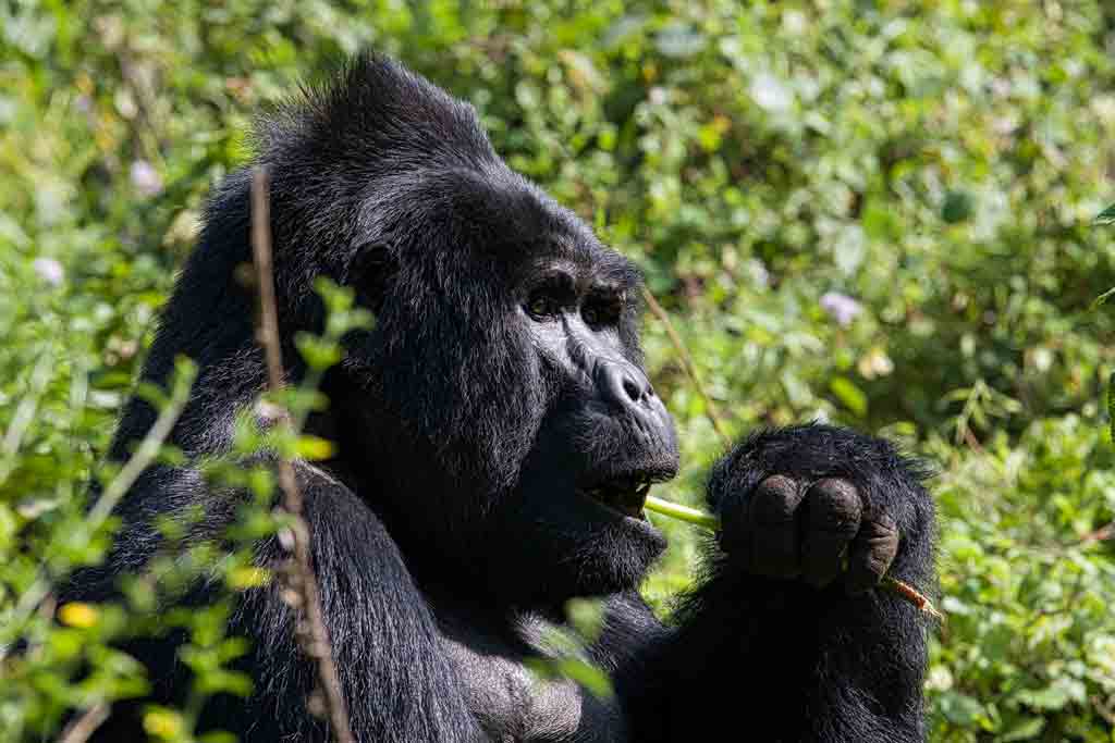 6-days-gorilla-tracking-flying-tour