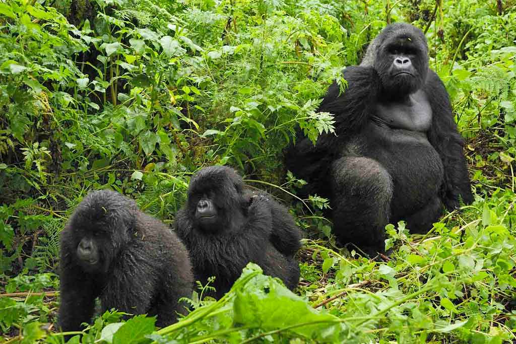 Twin young gorillas with their dad, the giant silverback, in one of the gorilla families in Bwindi Impenetrable National Park, Uganda