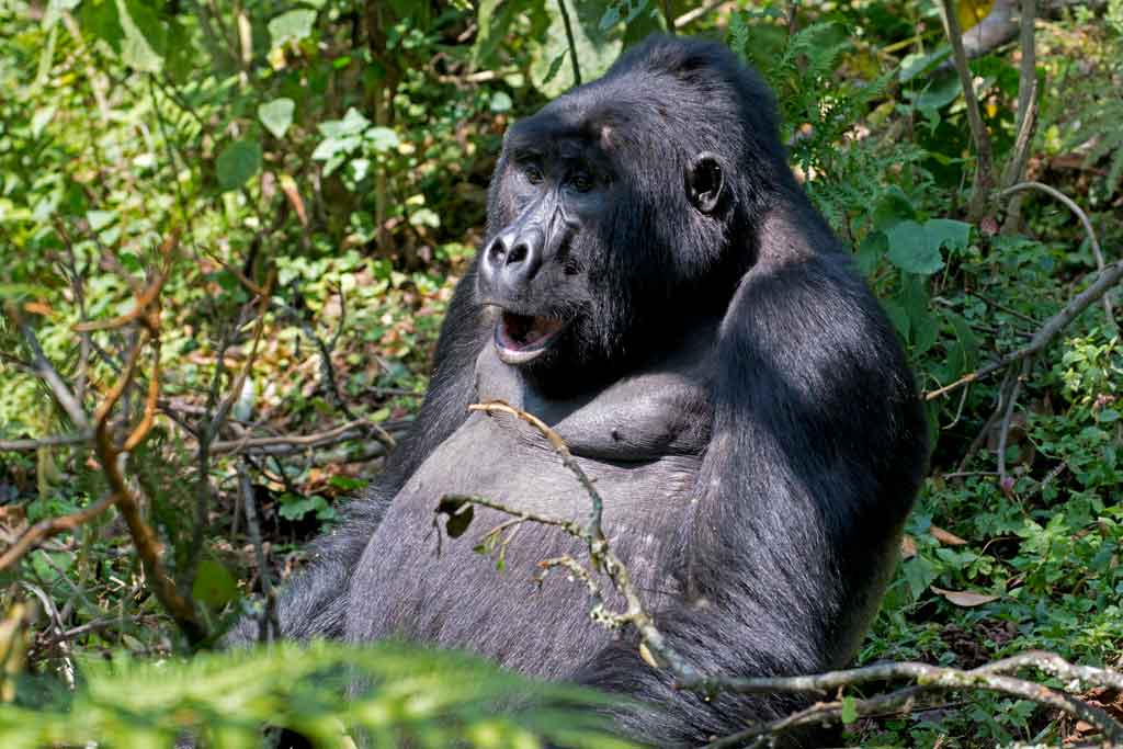 7-days-gorilla-trekking-experience