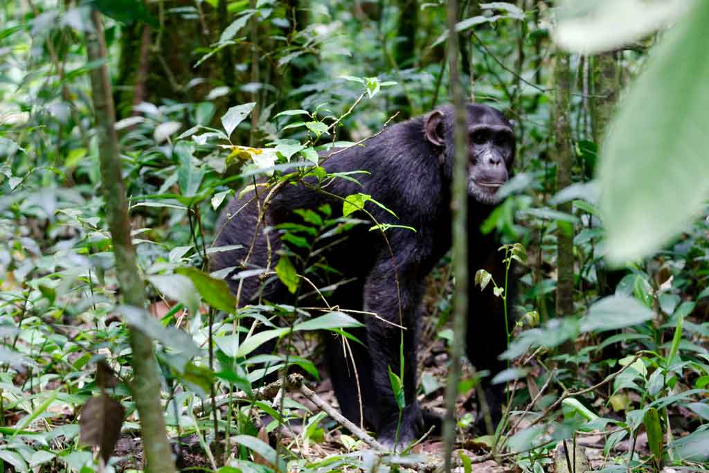 uganda-gorilla-safari-chimpanzee-tour-via-rwanda-5-days