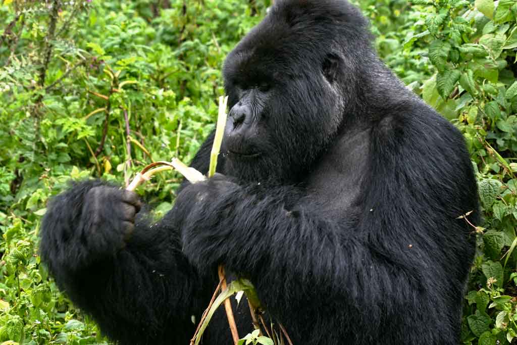 uganda-gorilla-trekking-and-lake-bunyonyi-via-rwanda-5-days