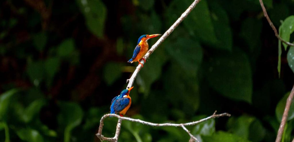 Some of the bird species on Bird watching in Ruhija, Bwindi Impenetrable Forest. Credit: Bucketlistly.blog