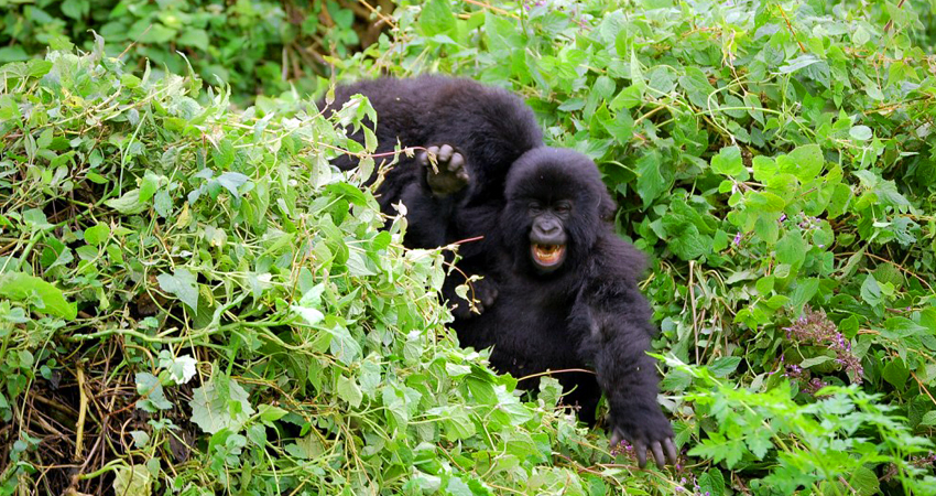 Laughing Baby Gorilla In Bwindi Impenetrable National Park