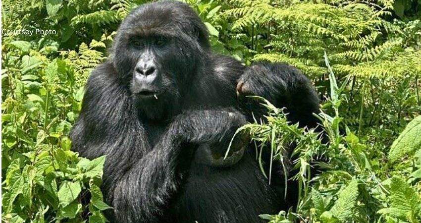 The New Gorilla Permit Cost In Uganda 2024