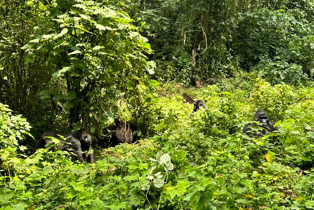 Binyindo Gorilla Family In Buhoma Sector Of Bwindi Impenetrable National Park